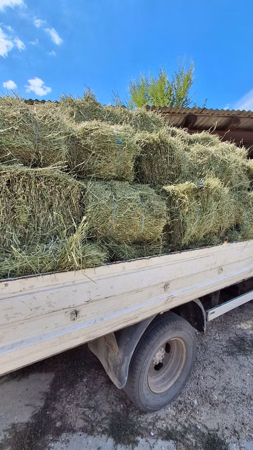Balot de lucernă