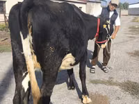 بقرة, Russian Black pied cattle — الصورة 8