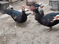 Ducks — foto 3