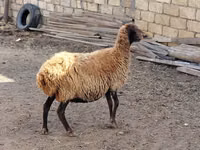 كبش, الأغنام — الصورة 3