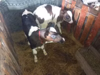 Bou, Simmental cattle — foto 3