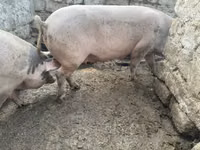 Porca, Porcos — foto 2