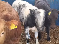 公牛, Simmental cattle — 照片 3