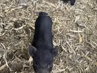 Säue, Schweine — Foto 7