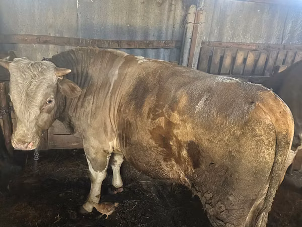 ثور, Simmental cattle