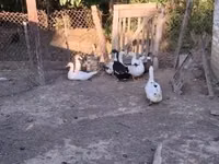 Chickens — 照片 6