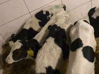 公牛, Russian Black pied cattle — 照片 2