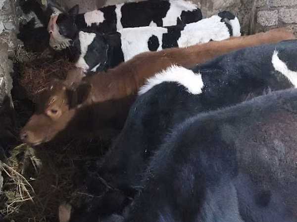 Kuh, Rinder — Republik Moldau