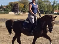 Yegua, Hungarian horse breed — foto 6