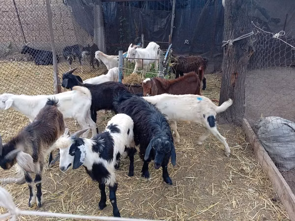 Cabro, Pomellata goat
