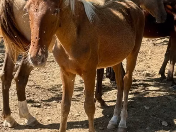 Aygʻir, Rocky Mountain Horse