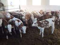 Bulle, Simmental cattle — Foto 4