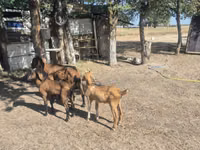 Ziege, Nubian Goat — Foto 4
