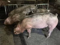 Porci de casa — Foto 1