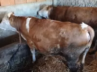 母牛, Simmental cattle — 照片 4