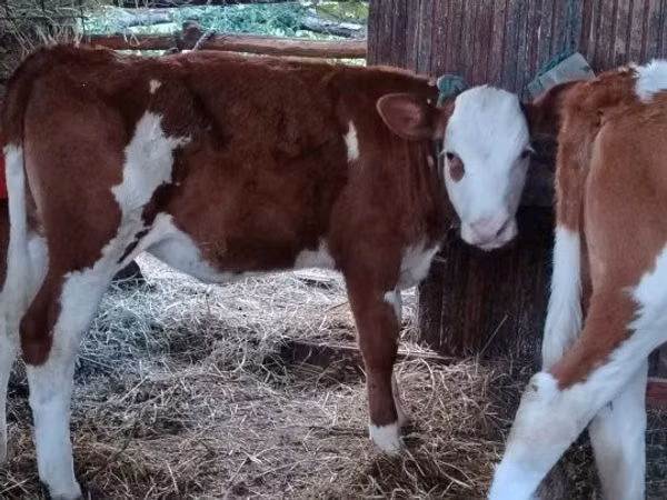 Bulle, Limousin-Kuh