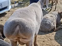 Oveja, Edilbay sheep — foto 4