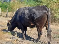 गाय, भूरी कार्पातियन नस्ल — फ़ोटो 2