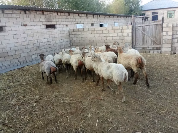 公羊, Sheep
