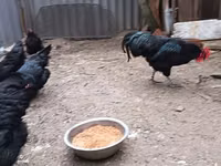 Australorp — foto 7