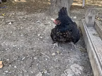 Brahma — foto 7