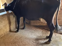गाय, Russian Black pied cattle — फ़ोटो 6