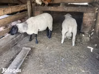 Widder, Merino sheep — Foto 2