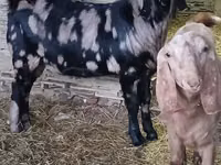 تيس, Kamori goats — الصورة 3