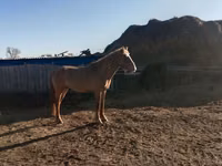 घोड़ा, Altai horse — फ़ोटो 3