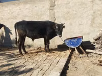 公牛, Cattle — 照片 5