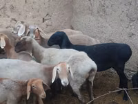 Ovelha, Arashan sheep — foto 7
