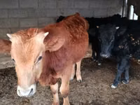 Toro, Simmental cattle — foto 7