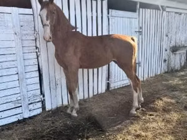 فرس, Dutch warmblood horse