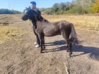 Horse (M), Horses — photo 3