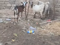 बकरा, बकरियाँ — फ़ोटो 1