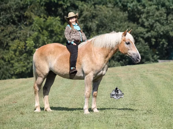 Cal, Haflinger