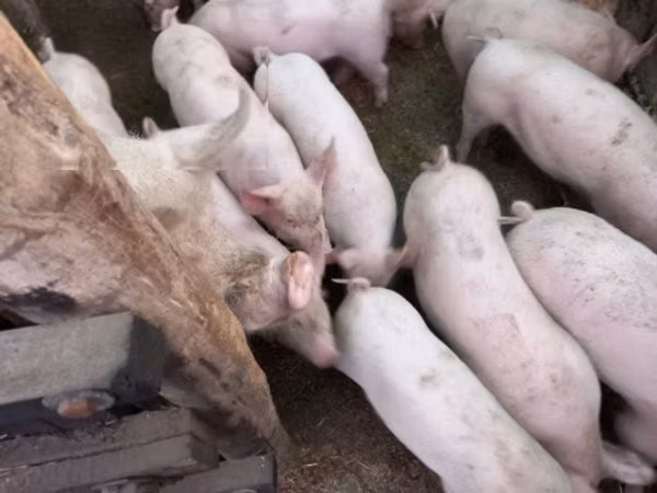Säue, Schweine