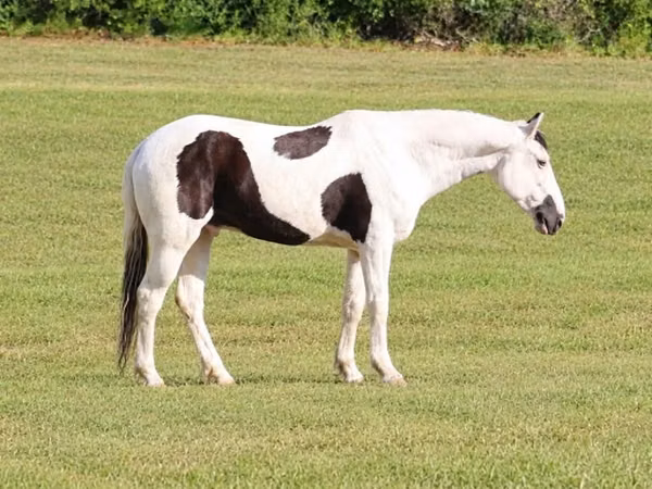 Cal, American paint horse