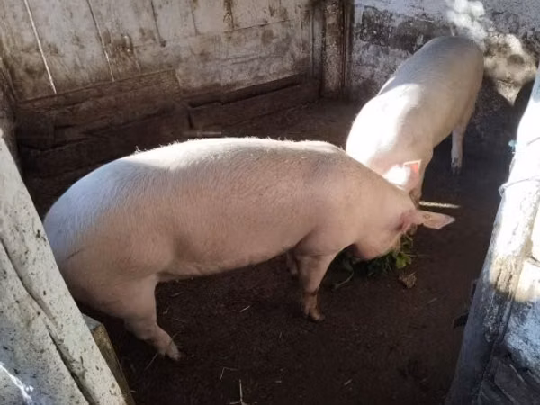 Scroafă, 