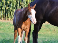 Cheval, Alter Real — photo 4