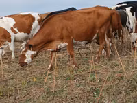 Vache, Simmental cattle — photo 1
