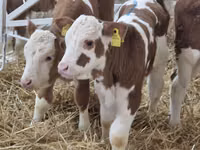Rinder (Partie, Geschlecht nicht angegeben), Simmental cattle — Foto 1