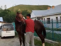 घोड़ा, Karabair horse — फ़ोटो 8
