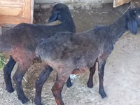 Ovejas (lote, sexo no especificado), Ovejas — foto 1