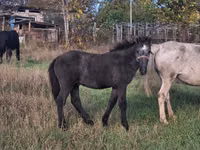 Caballo, Caballos — foto 1