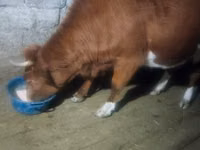بقرة, Latvian Blue cattle — الصورة 2
