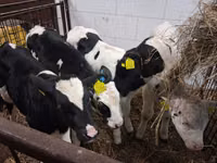 Bulle, Russian Black pied cattle — Foto 6