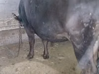 母牛, Alatau breed — 照片 2