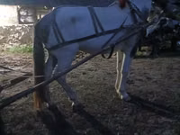 Cheval, Chevaux — photo 3