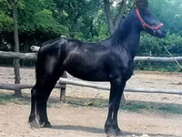 Toychoq, Friesian — 4-rasm